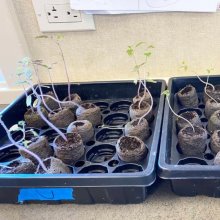 Space tomatoes: Grade 5 grows plants that are out of this world