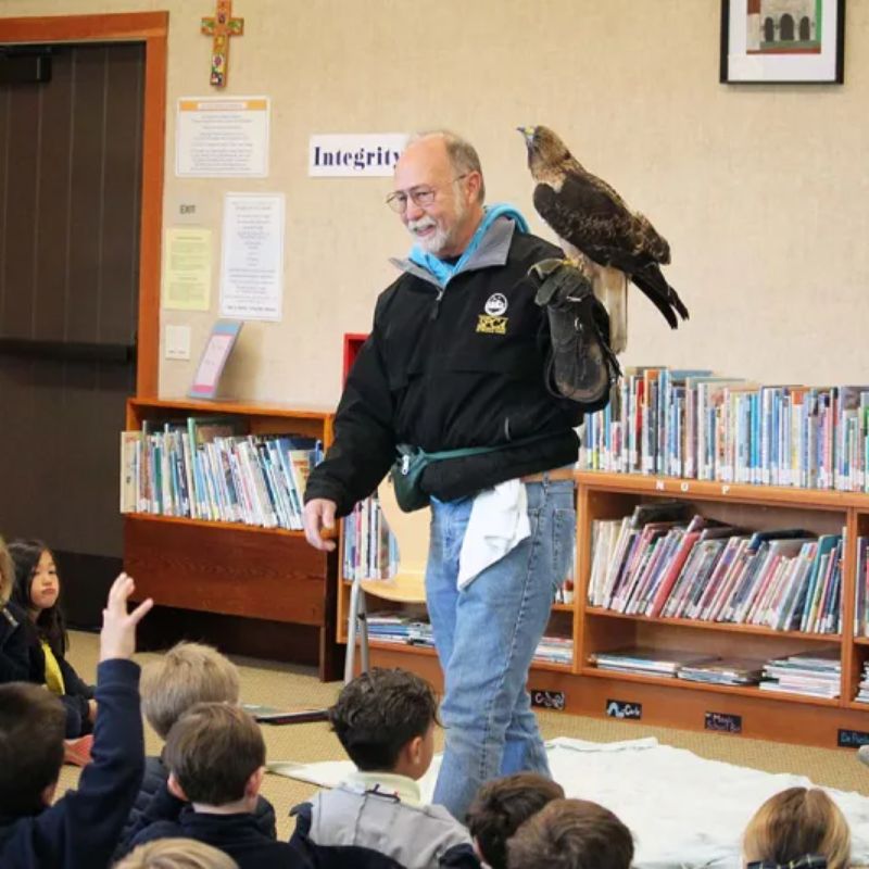 Red-tailed hawk visits library for storytime